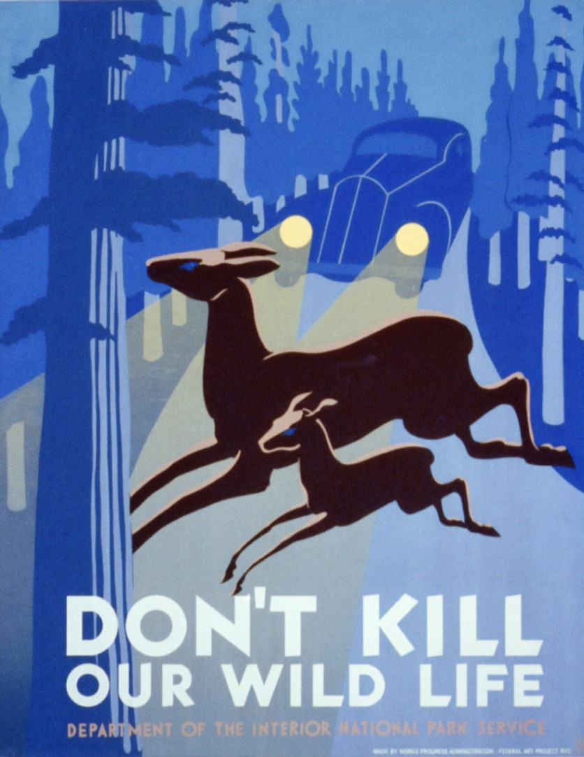 Don't kill our wild life!